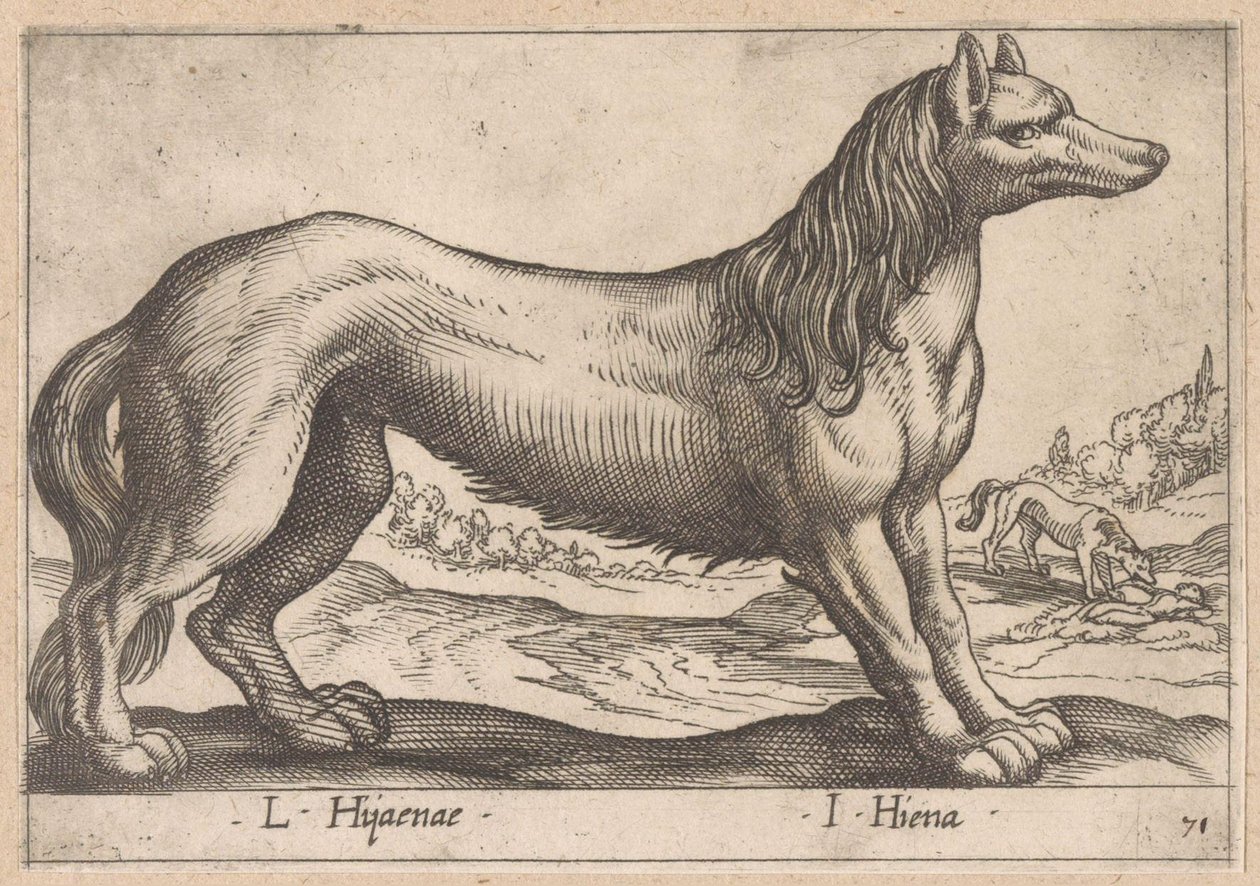 Hyäne von Antonio Tempesta