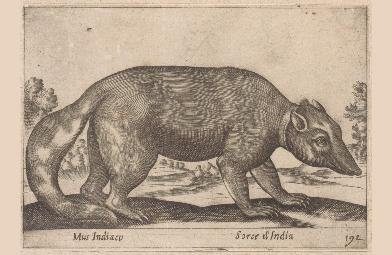 Indische Maus, Birmanischer Frett-Dachs, Tiere und Fabelwesen, Nova raccolta de li animali piu curiosi del mondo von Antonio Tempesta