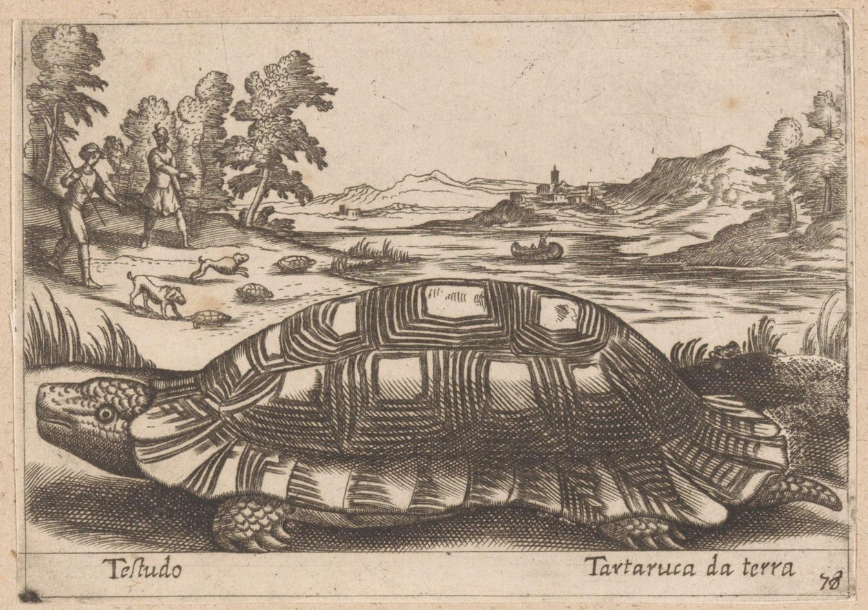 Landschildkröte von Antonio Tempesta