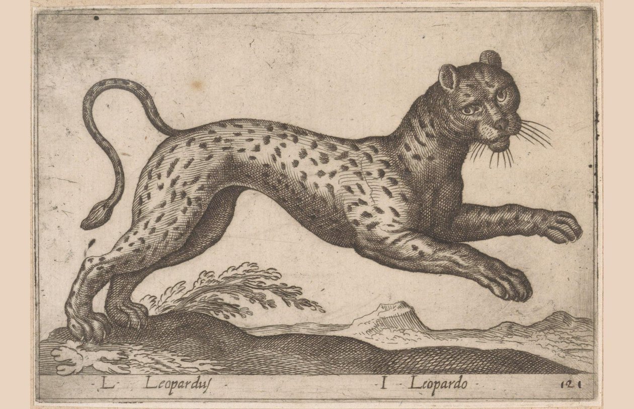 Leopard von Antonio Tempesta