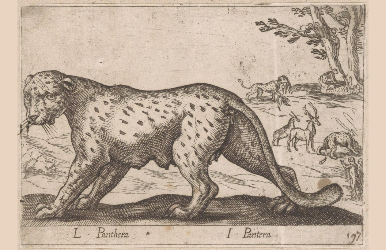 Panther von Antonio Tempesta