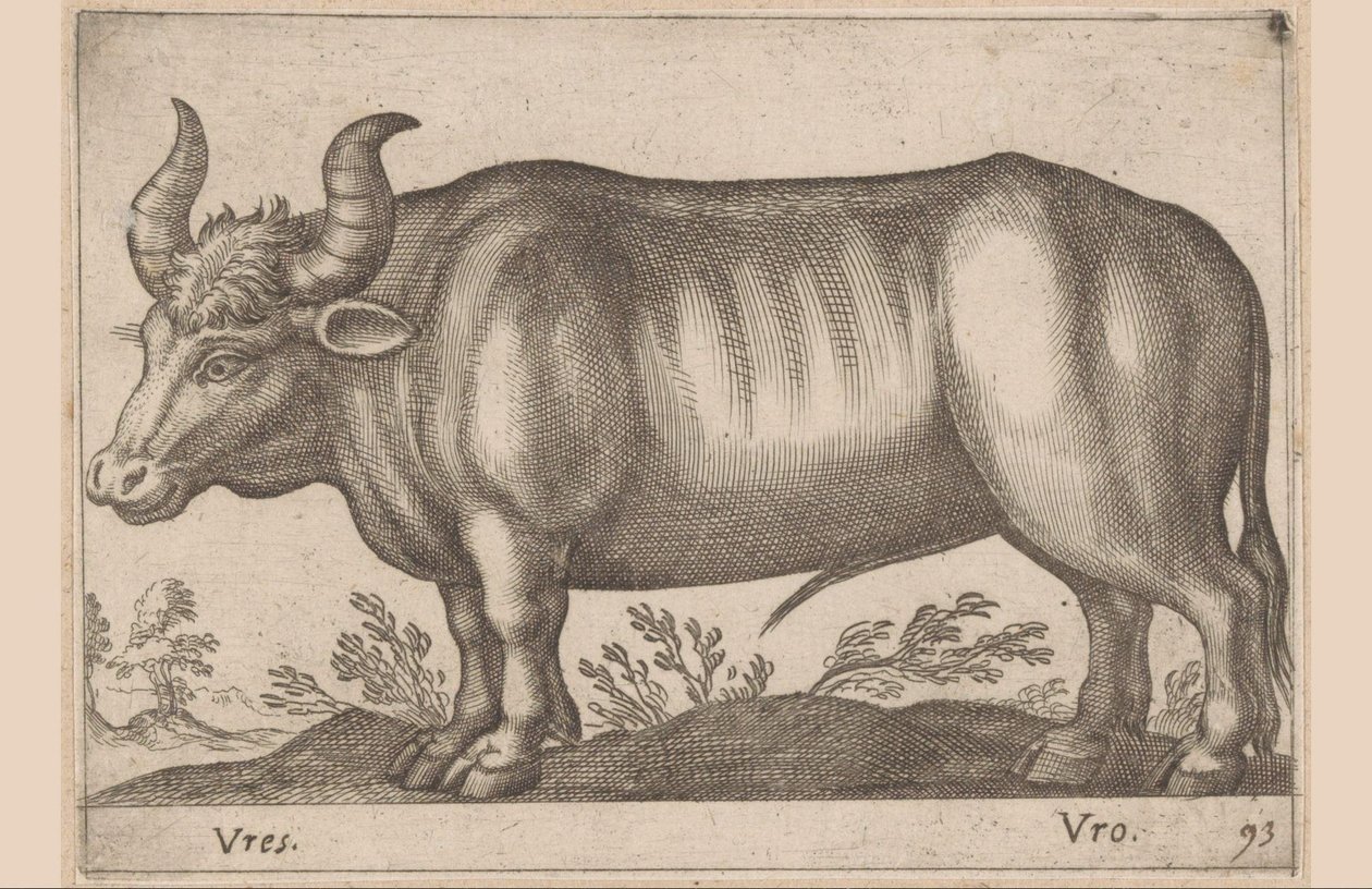 Rind von Antonio Tempesta