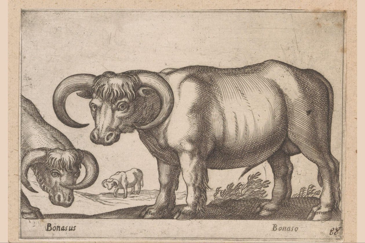 Runderen (Dieren en fabelwezens) von Antonio Tempesta