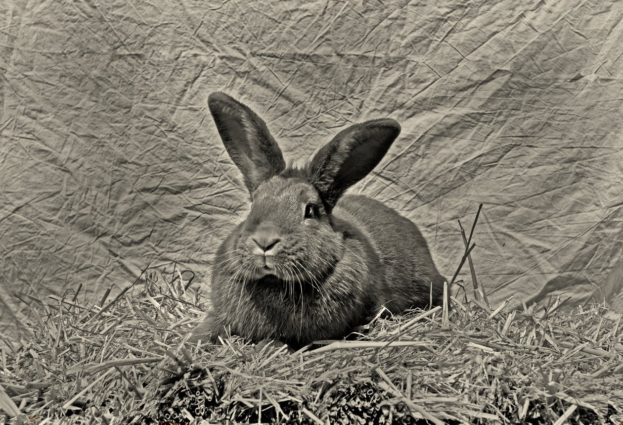 Auf Wiedersehen Dürer von Antonius Antonius