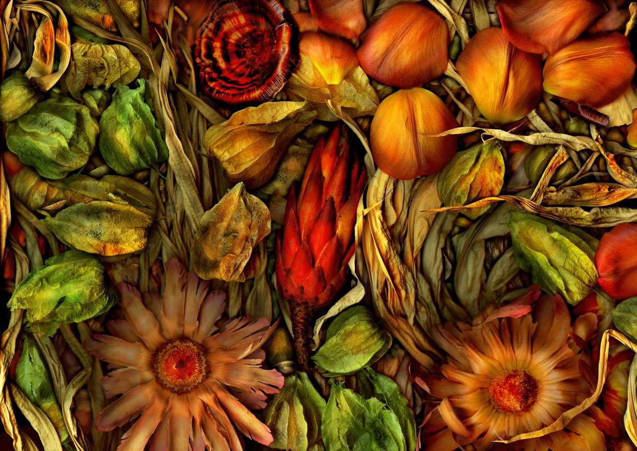 Magischer Garten-Dschungel 3, 2013 von Antonius Antonius