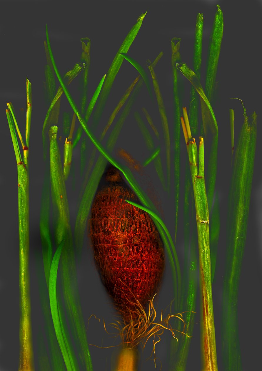 Dschungelfrucht von Antonius Antonius