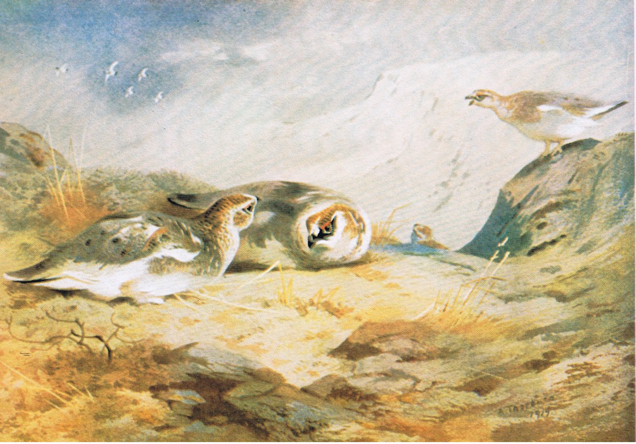 Schneehuhn, veröffentlicht von Book Club Associates, 1972 von Archibald Thorburn