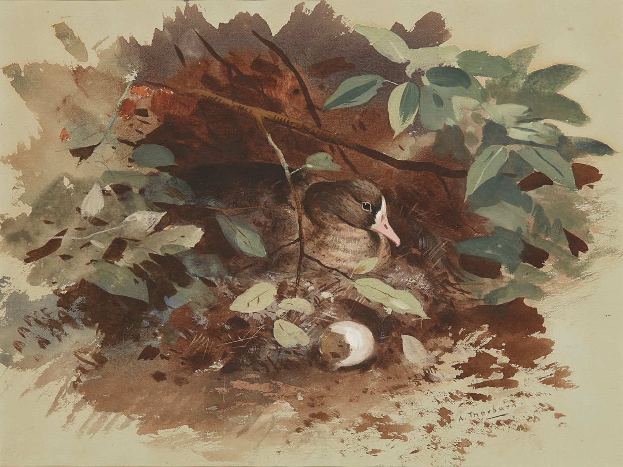 Eine nistende Gans von Archibald Thorburn