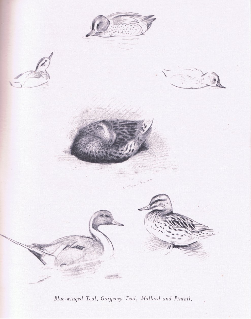 Blaue Flügelente, Knäkente, Krickente, Stockente und Spießente von Archibald Thorburn