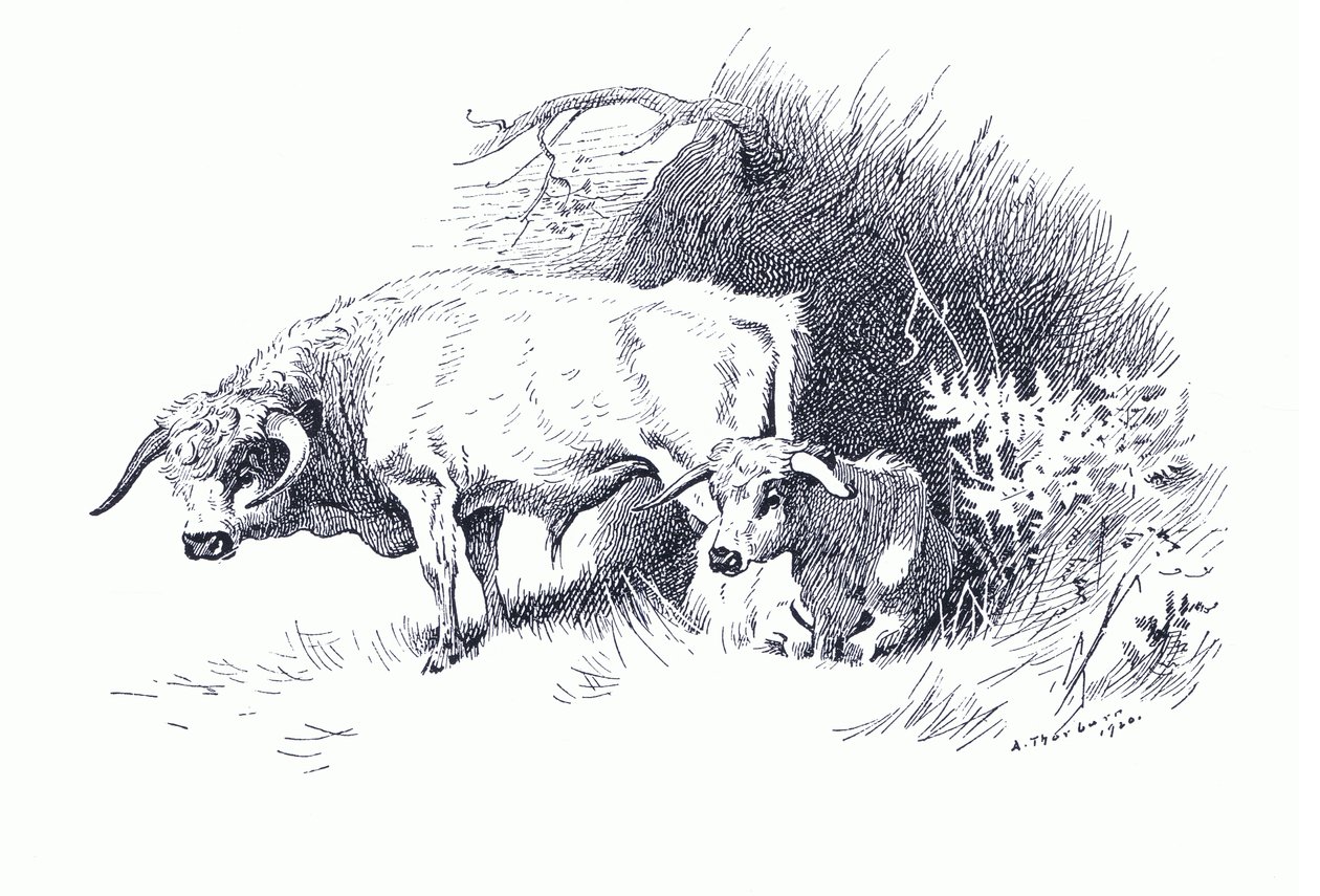 Rinder, aus Thorburns Säugetiere veröffentlicht von Longmans and Co, ca. 1920 von Archibald Thorburn