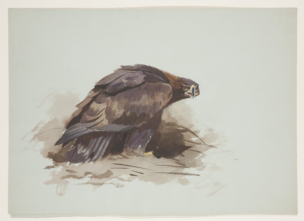Steinadler, ca. 1915 von Archibald Thorburn