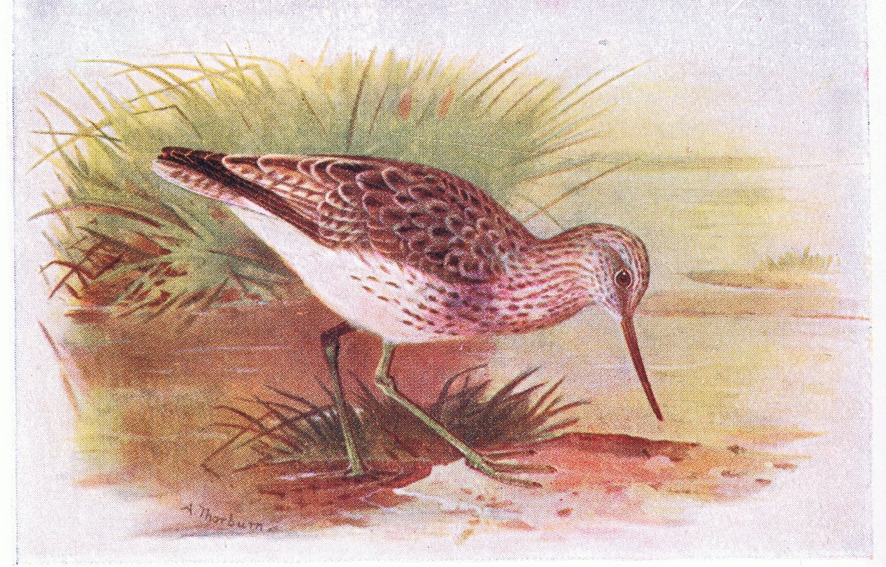 Grünschenkel, aus Vögel der Britischen Inseln und ihre Eier, veröffentlicht von Frederick Warne & Co Ltd, 1958 von Archibald Thorburn