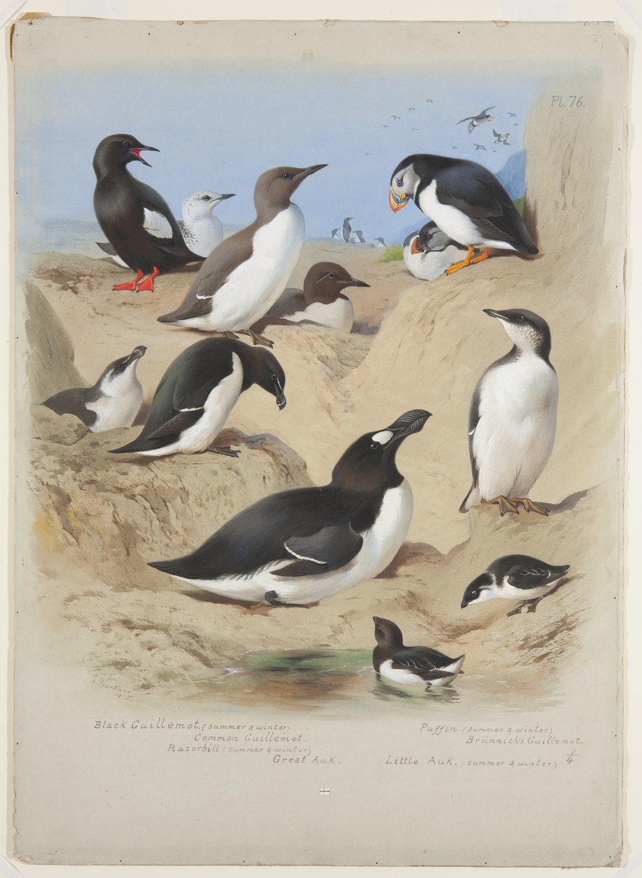 Lummen, Tordalk, Papageitaucher und Alken, ca. 1915 von Archibald Thorburn