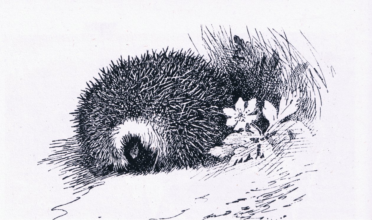 Igel, Natur in Großbritannien veröffentlicht von Collins, 1946 von Archibald Thorburn