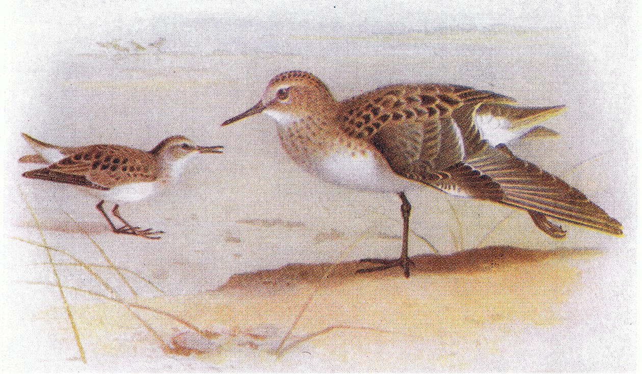 Zwergstrandläufer, aus Vögel der Britischen Inseln und ihre Eier, veröffentlicht von Frederick Warne & Co Ltd, 1958 von Archibald Thorburn