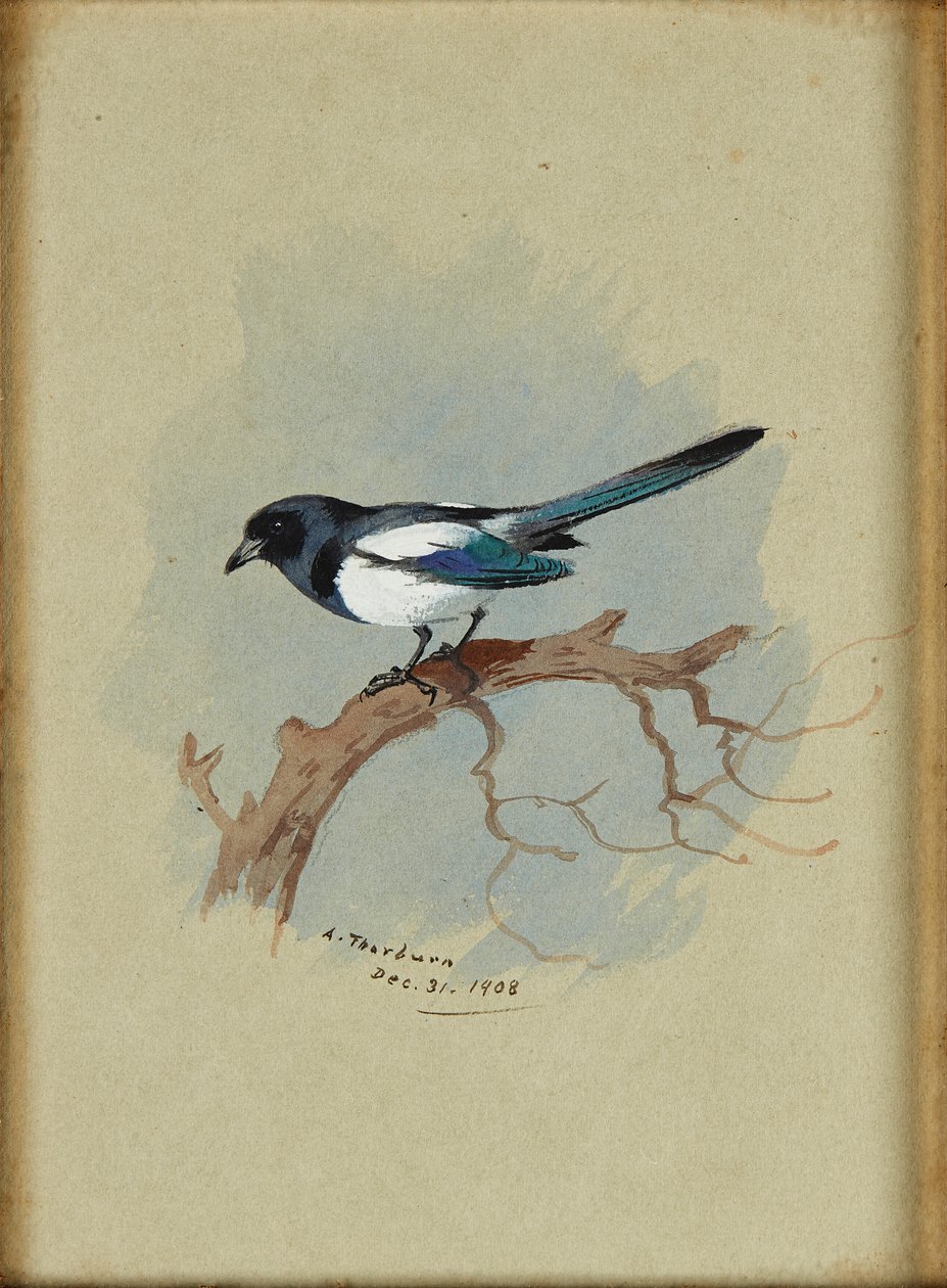 Elster auf einem Ast von Archibald Thorburn