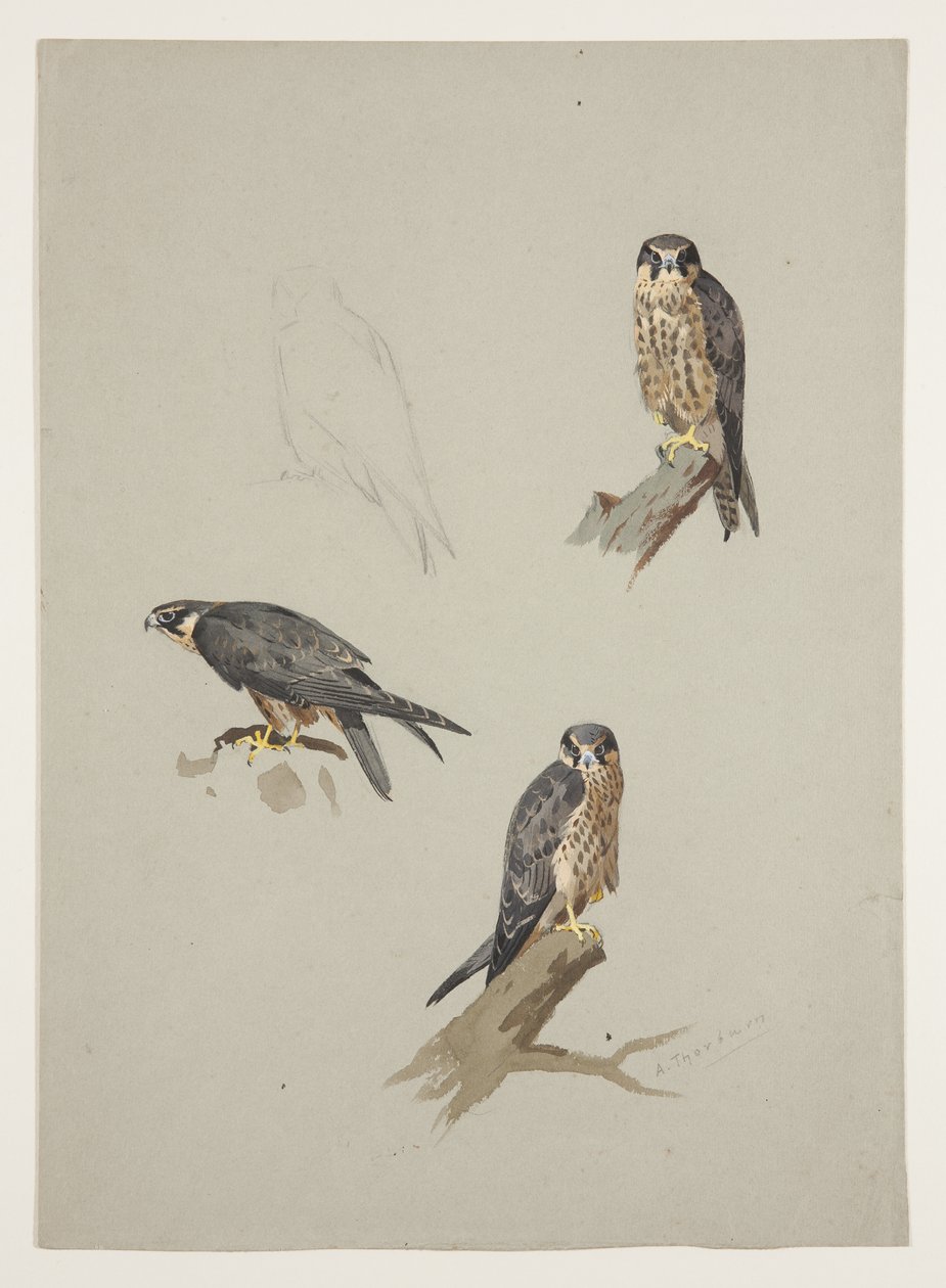 Merlin-Männchen, ca. 1915 von Archibald Thorburn