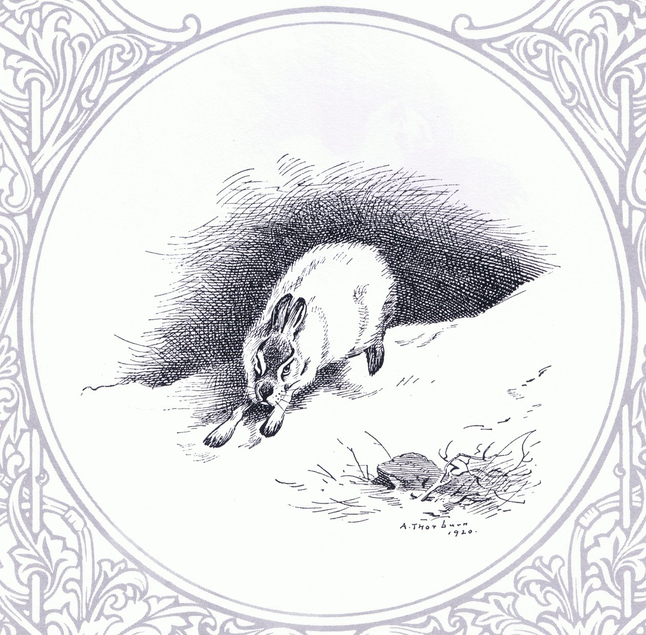 Schneehase, veröffentlicht von Book Club Associates von Archibald Thorburn