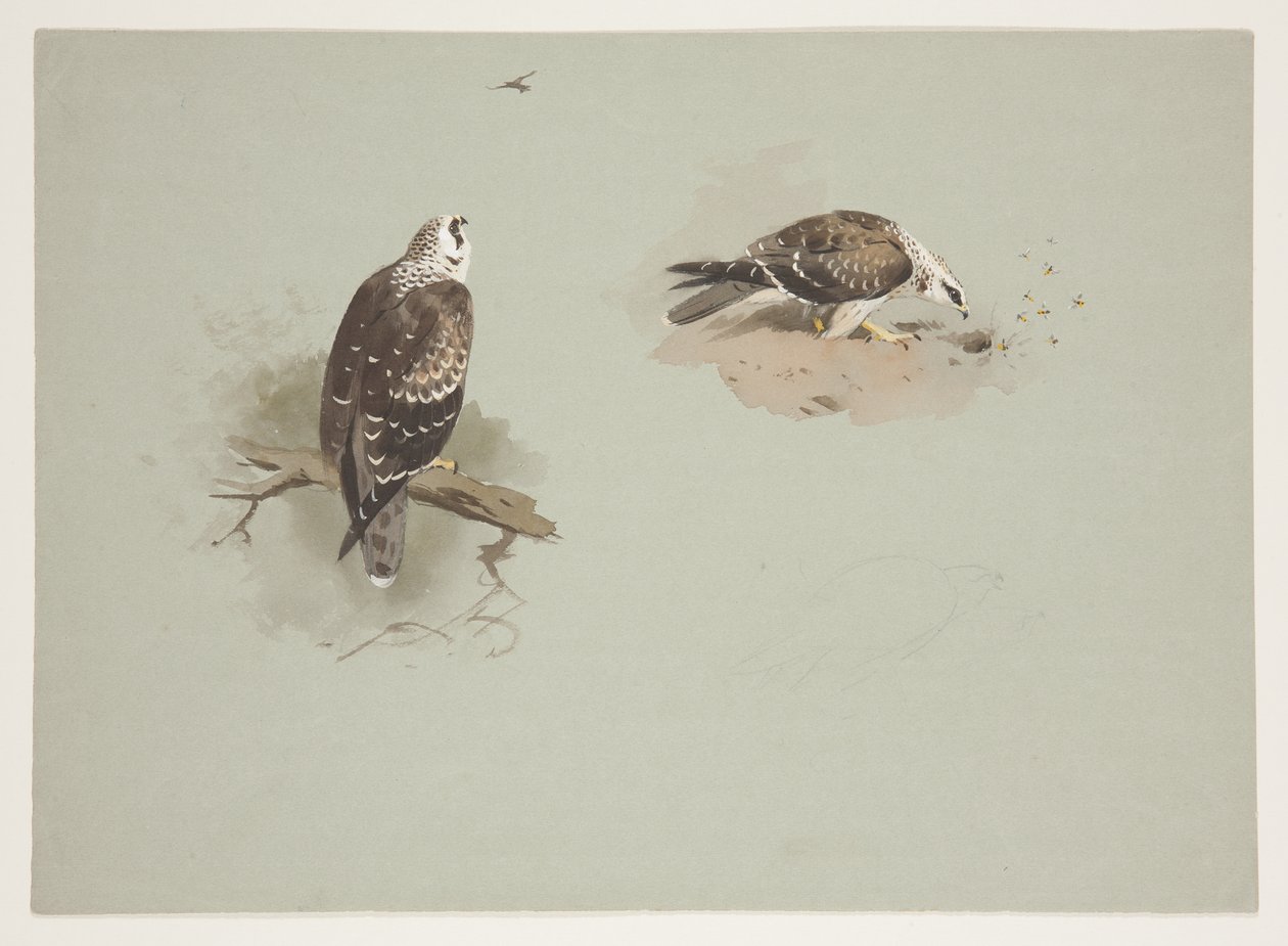 Blasser Honigbussard, ca. 1915 von Archibald Thorburn