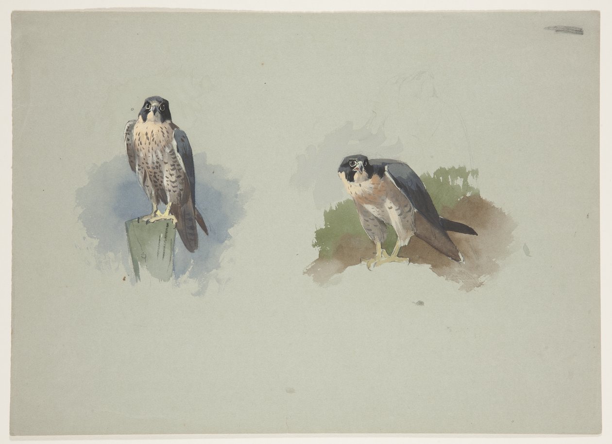 Wanderfalke Männchen, ca. 1915 von Archibald Thorburn