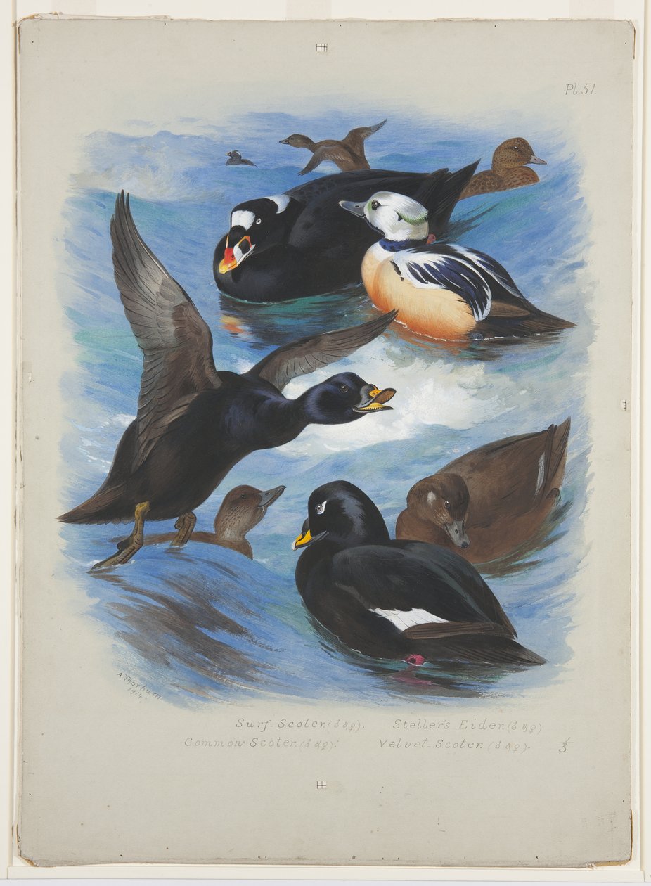 Trauerenten und Stellersche Eiderente, ca. 1915 von Archibald Thorburn