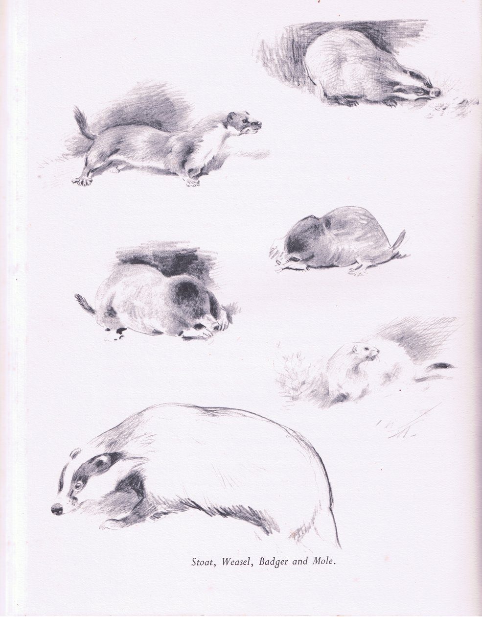 Hermelin, Wiesel, Dachs und Maulwurf von Archibald Thorburn