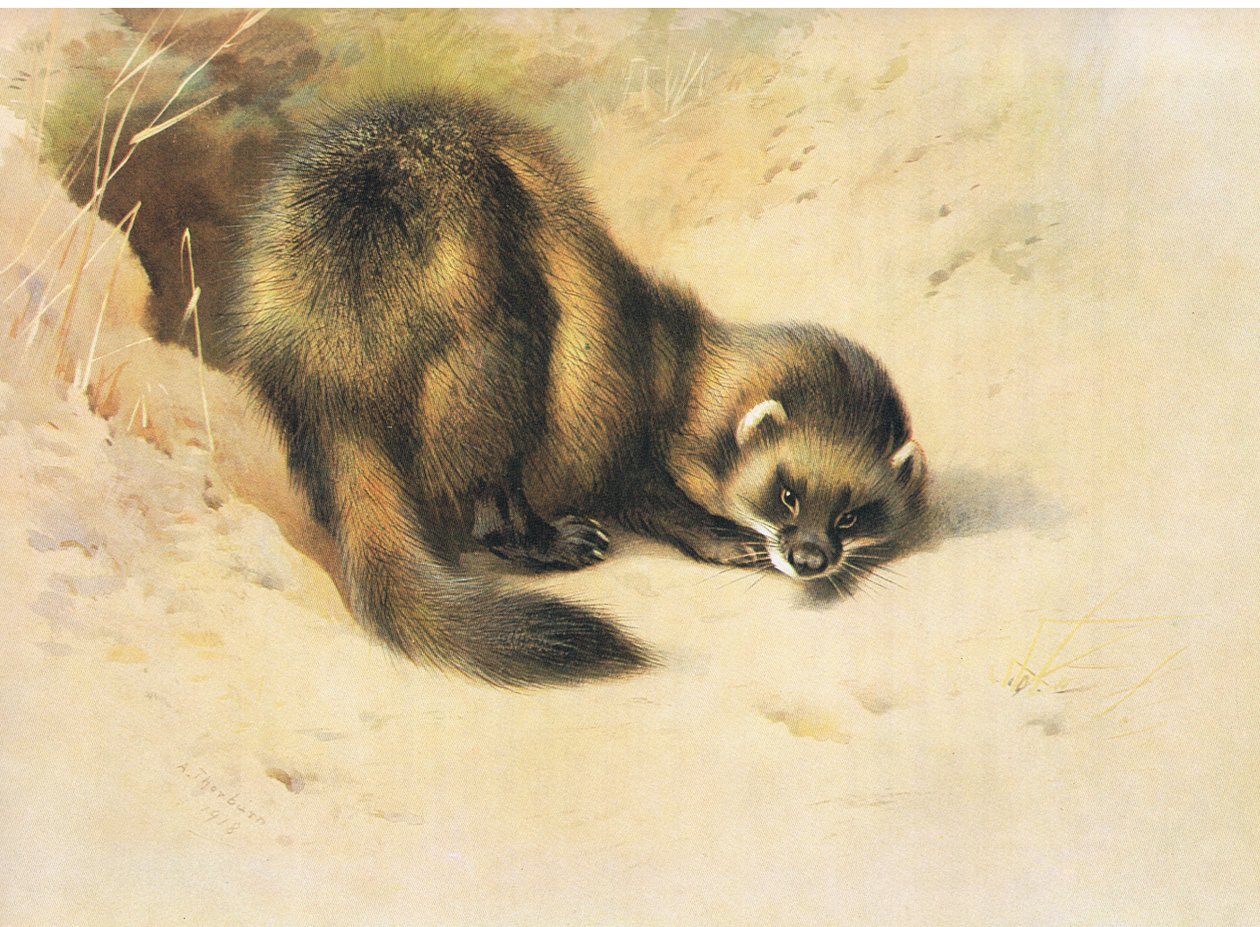 Das Iltis, aus Thorburns Säugetiere, veröffentlicht von Longmans und Co, ca. 1920 von Archibald Thorburn