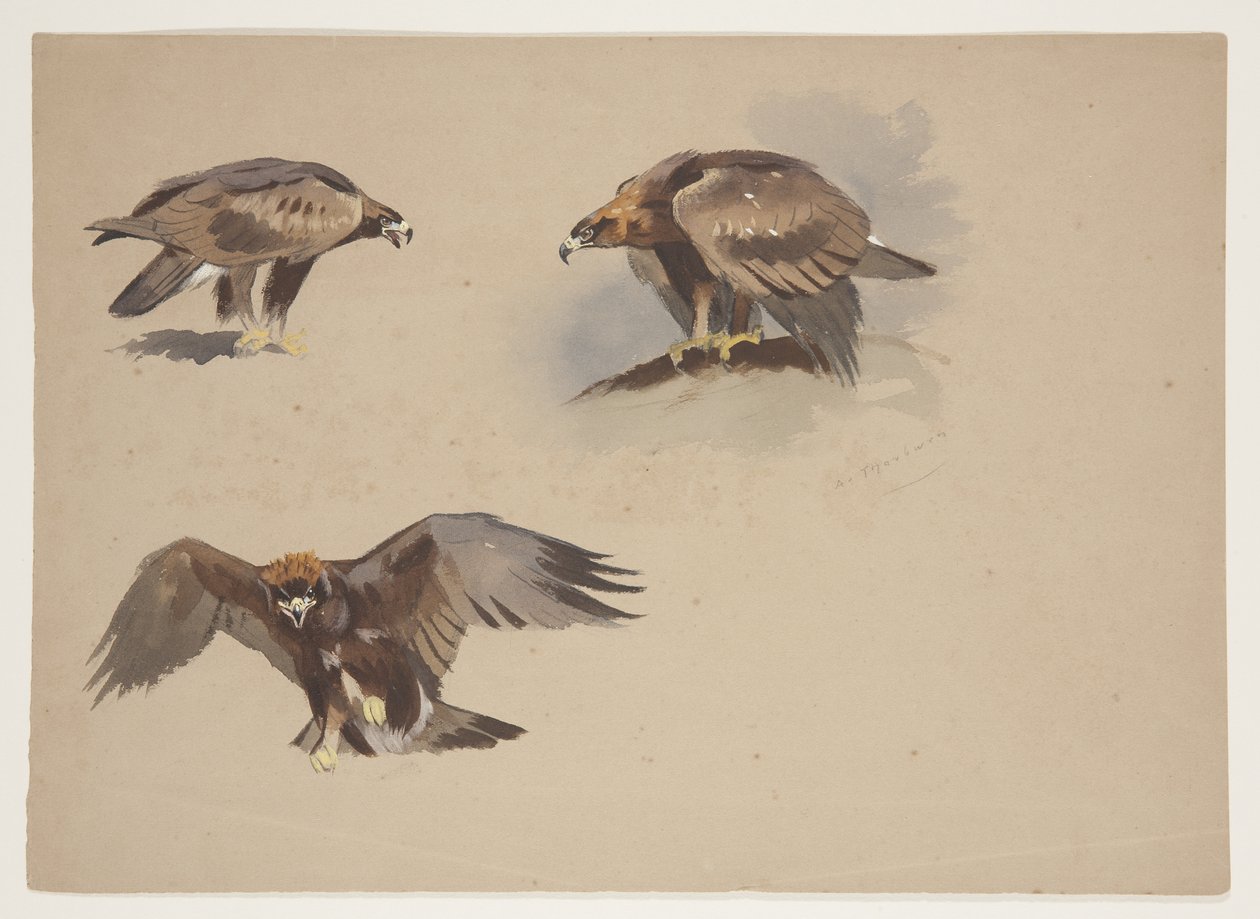 Drei kleine Skizzen eines Steinadlers, ca. 1915 von Archibald Thorburn