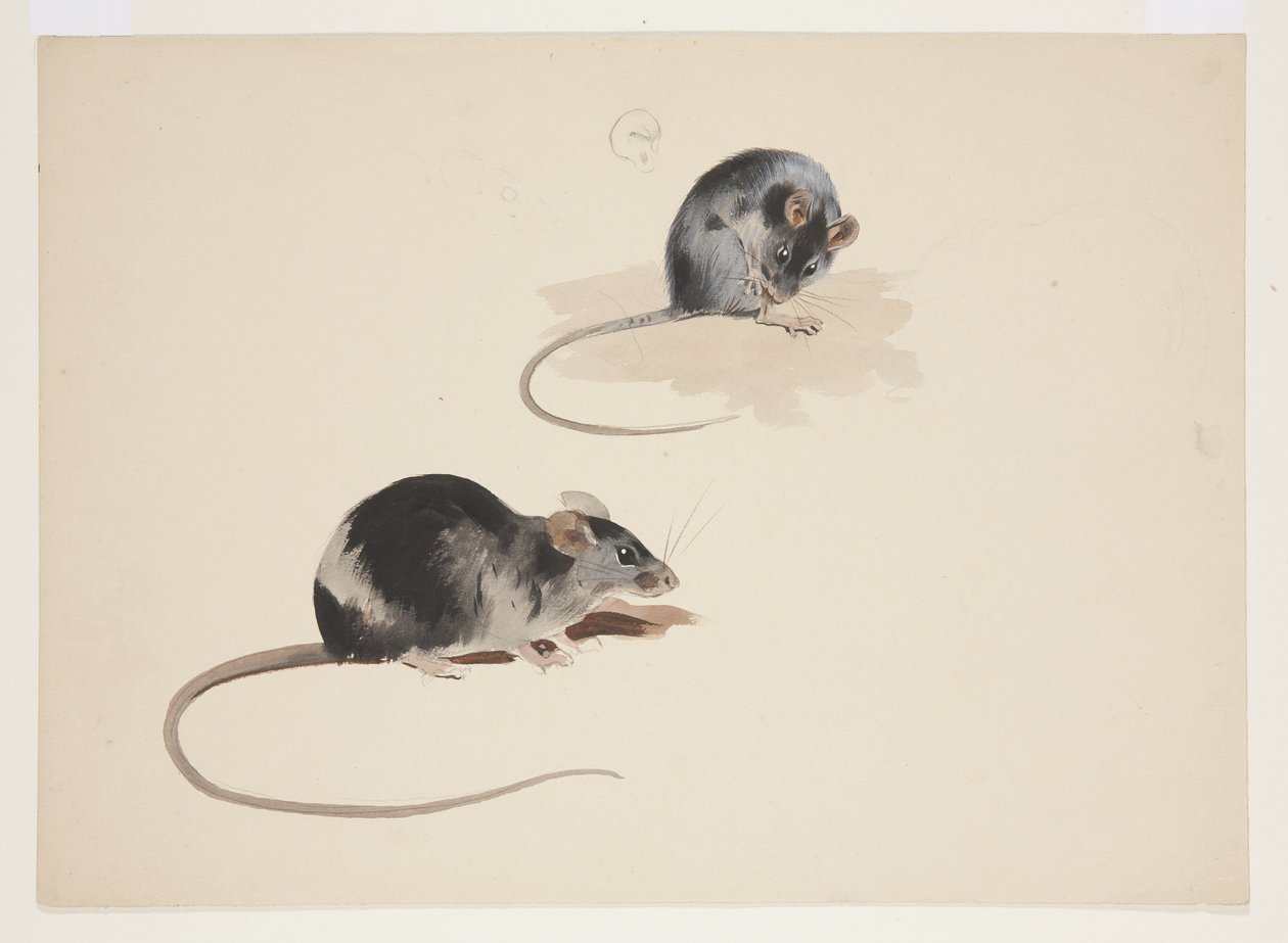 Zwei Studien einer schwarzen Ratte, ca. 1915 von Archibald Thorburn