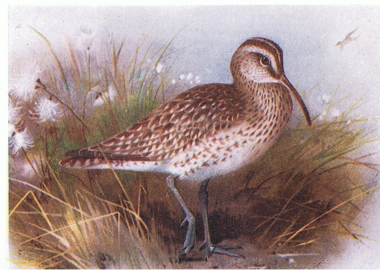 Regenbrachvogel, aus Vögel der Britischen Inseln und ihre Eier, veröffentlicht von Frederick Warne & Co Ltd, 1958 von Archibald Thorburn