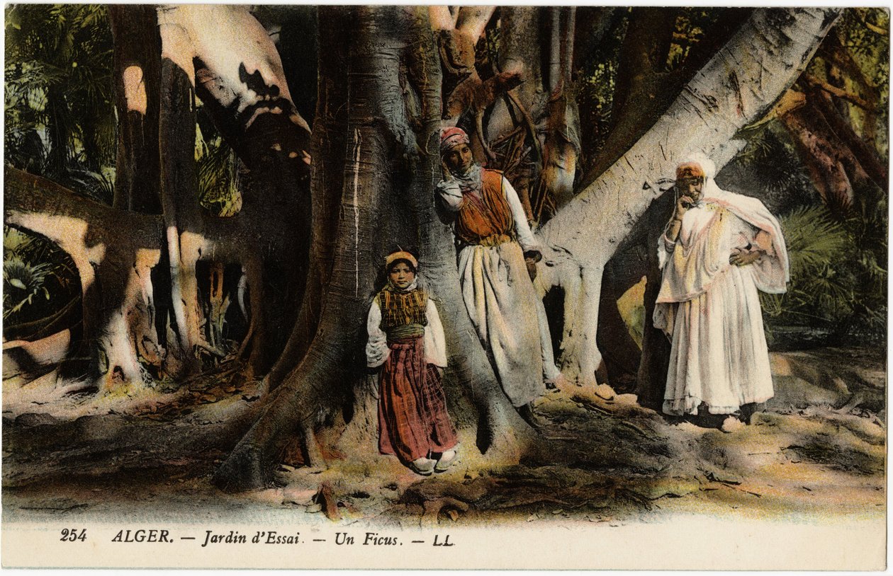 Ein Ficus im Essay-Garten in Algier, Algerien. Postkarte aus der Selva-Sammlung. von Artist Unknown