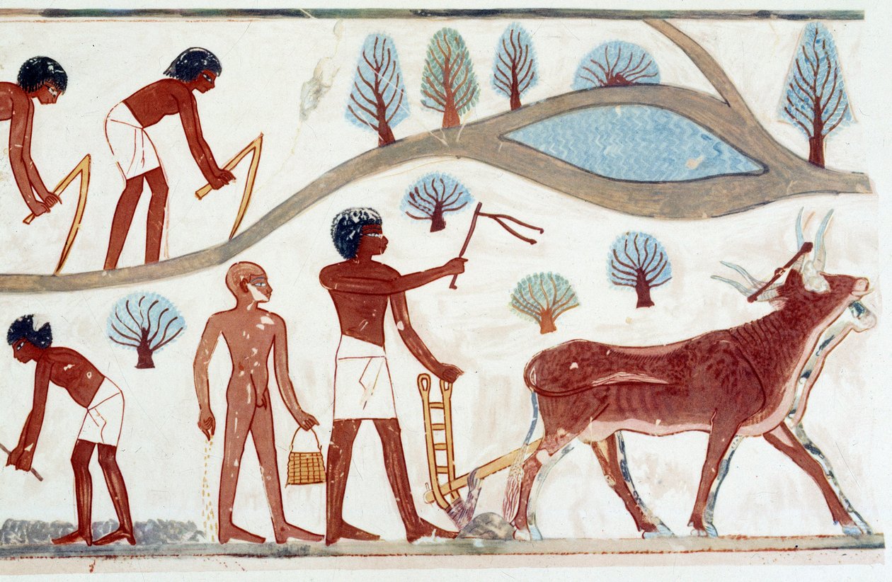 Kunst Ägypten: Pflügszene. Faksimile aus Nakht, Zeit von Amenophis II (ca. 1450-1425) von Artist Unknown
