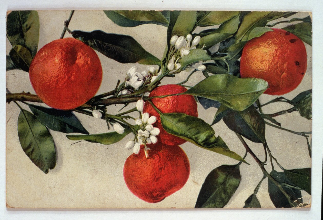 Orangen, Postkarte von Artist Unknown