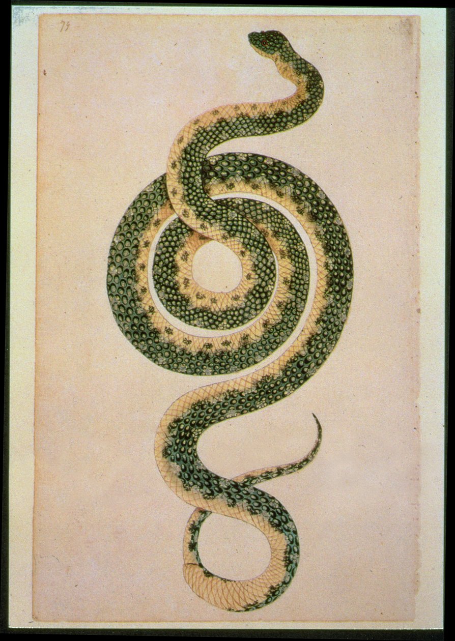 Schlange (Gravur) von Artist Unknown