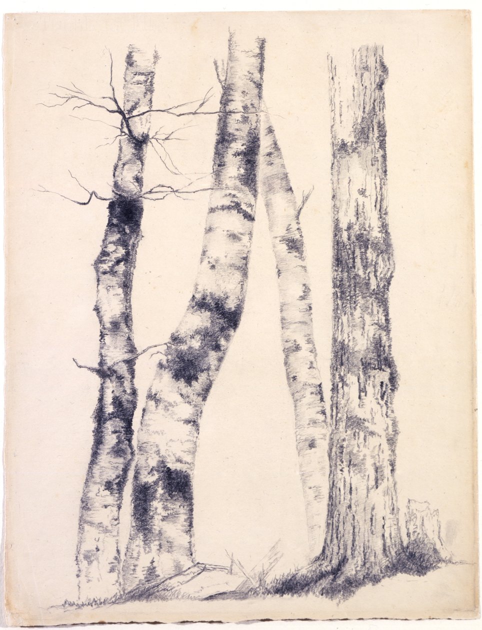 Studie von vier Baumstämmen, drei Birken, 1855 von Asher Brown Durand