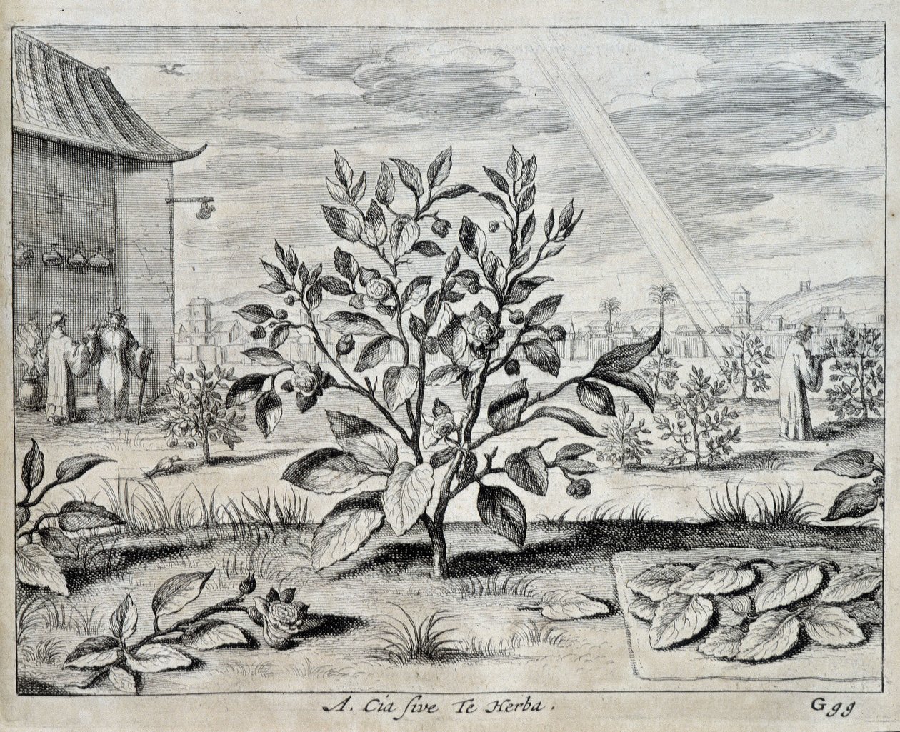 Der Kamelienbaum - in „China“ von Athanase Kircher (oder Athanasius Kircheri) von Athanasius Kircher