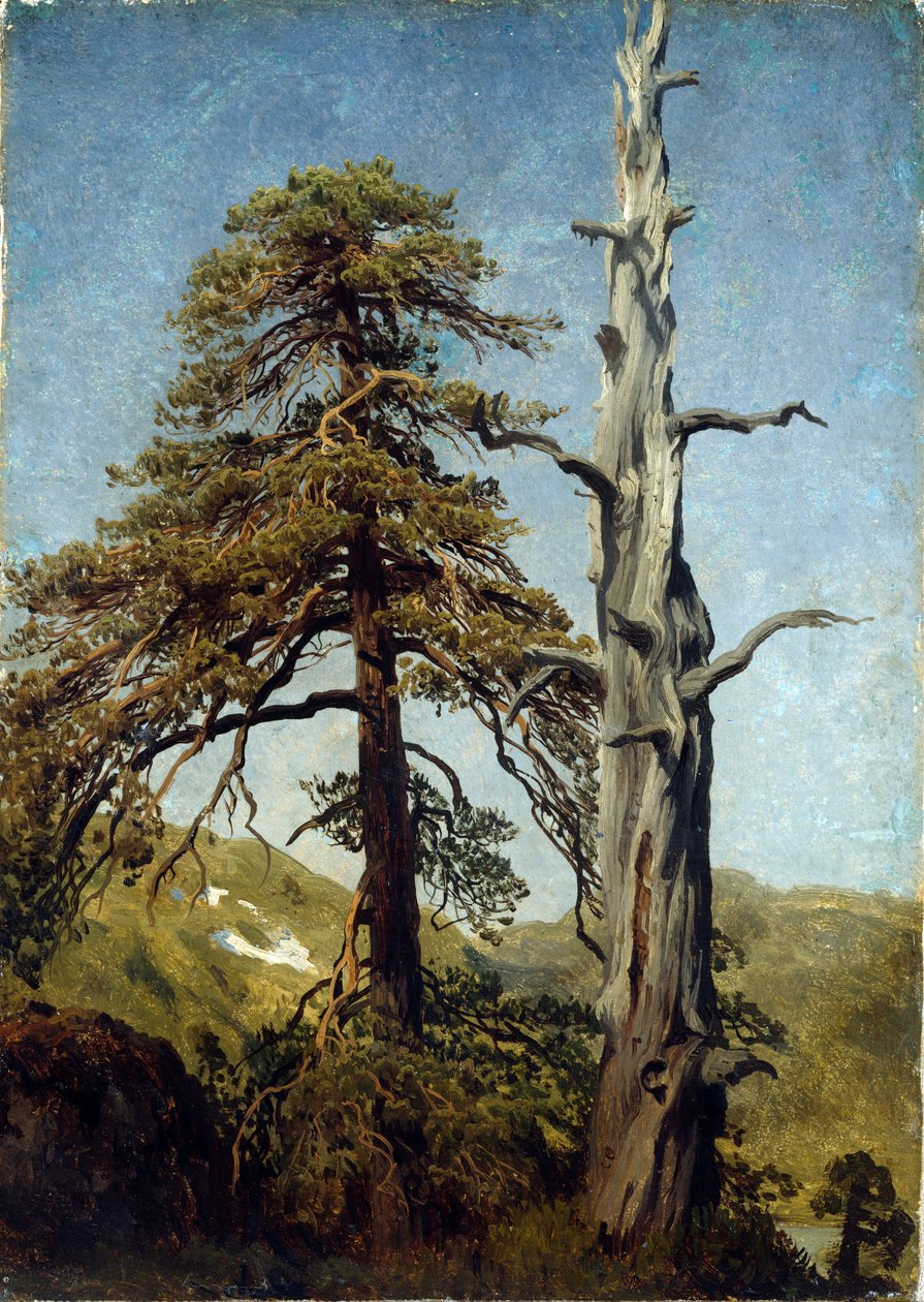 Baumstudie, Norwegen von August Cappelen