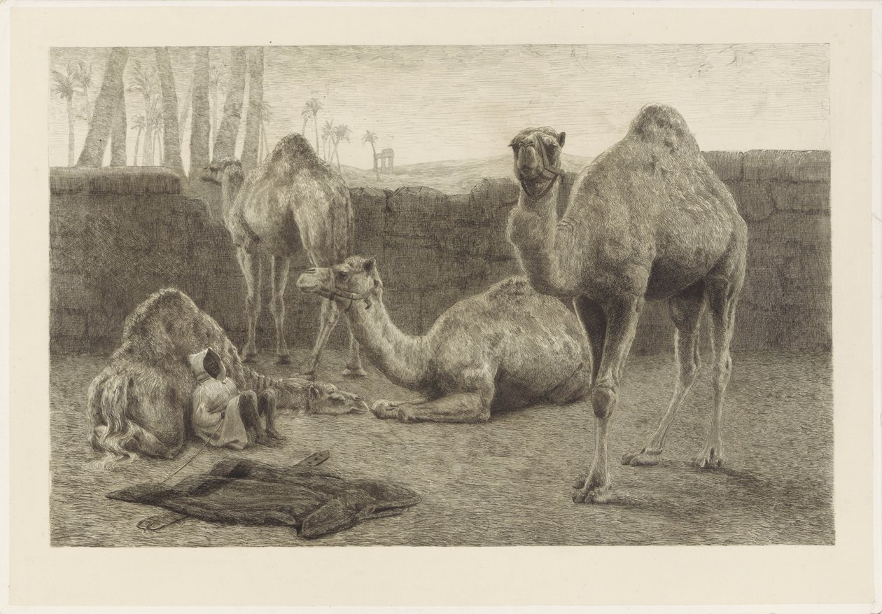 Kamele von August Le Gras