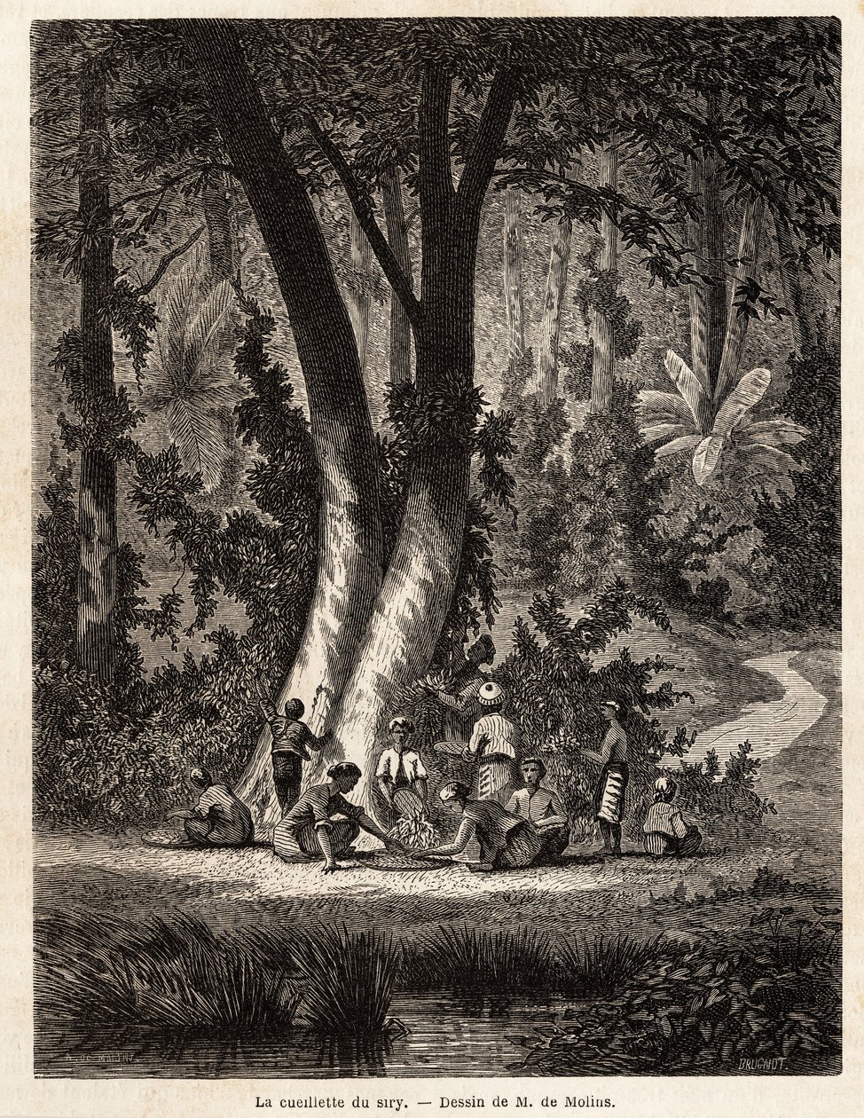 Das Pflücken von Syri oder Betel, dessen mit Kalk beschichtetes Blatt für die Herstellung von lokalem Chic unerlässlich ist. Zeichnung von M. de Molins, zur Illustration seiner Reise nach Java von Auguste de Molins