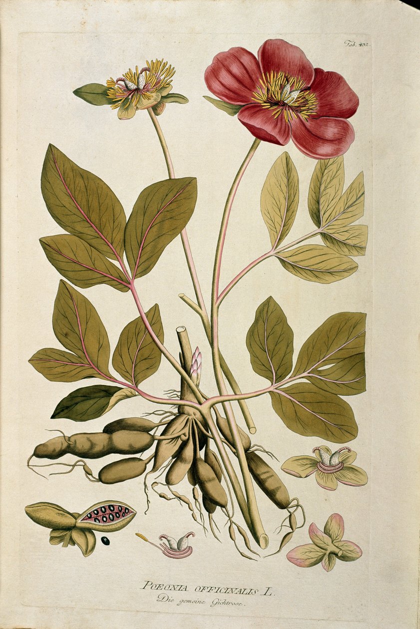 Botanik: „Pfingstrose officinale“ (Paeonia officinalis) Tafel aus „Medicinalium secundum Linnaei digestarum“ von Joseph Jacobi Plenck (1735-1807) 1788-1803 Private Sammlung von Austrian School