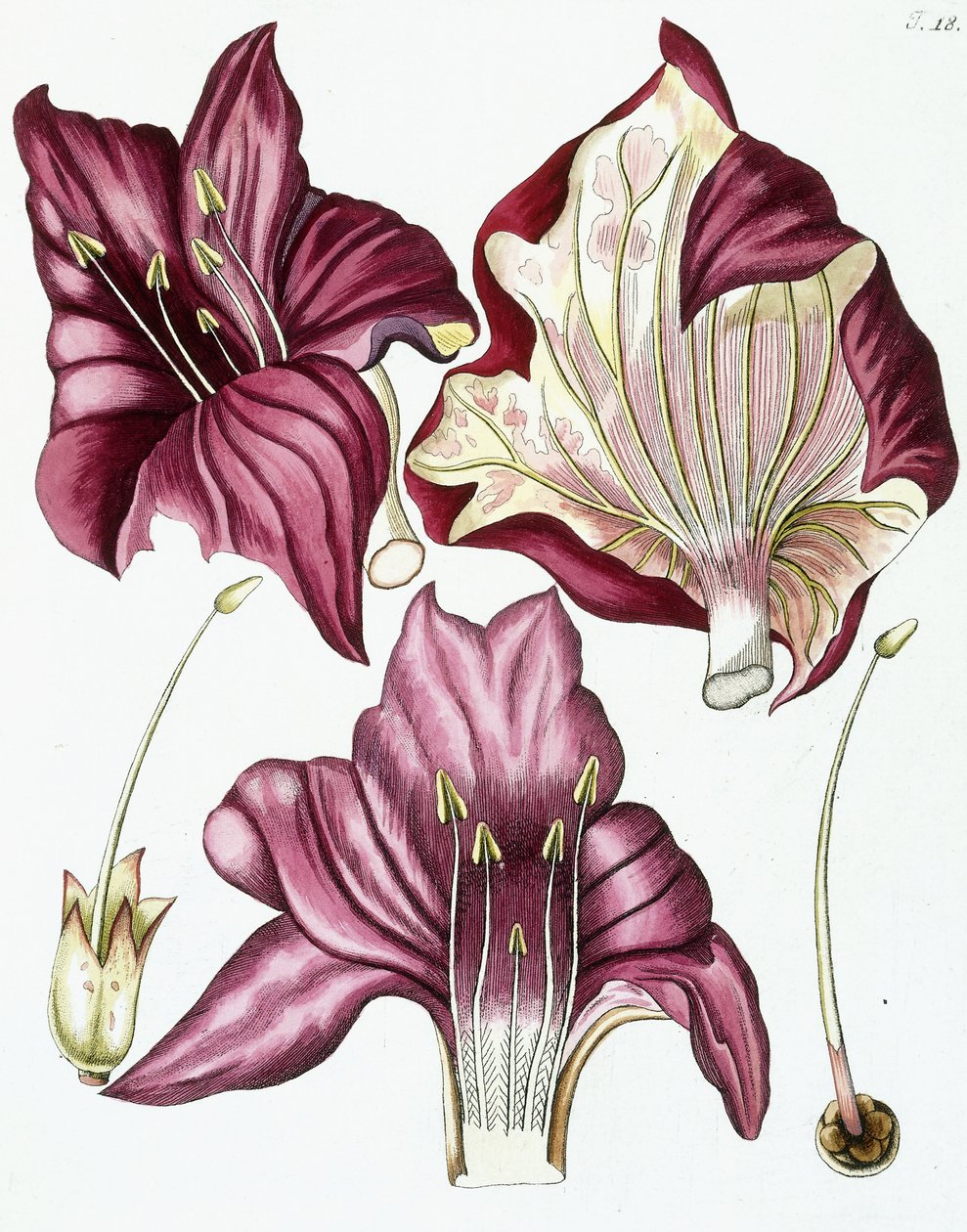 Figur 18, aus "Collectanea ad Botanicam, Chemiam, et Historiam Naturalem spectantia, cum figuris", 1786-1796 von Austrian School