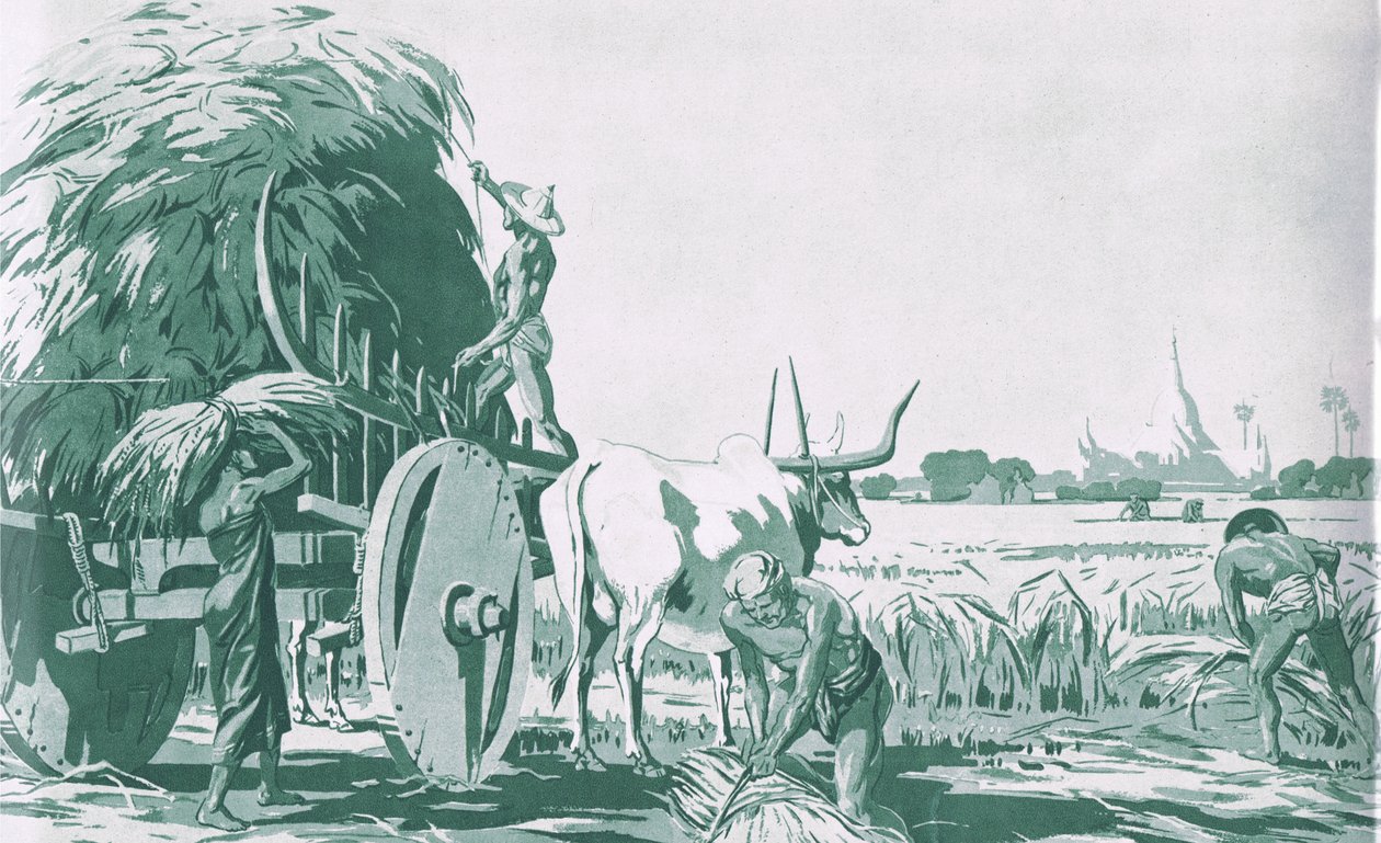Ein Reisfeld in Burma, aus MacMillan Schulplakaten, ca. 1950-60er Jahre (Lithografie) von Ba Nyan