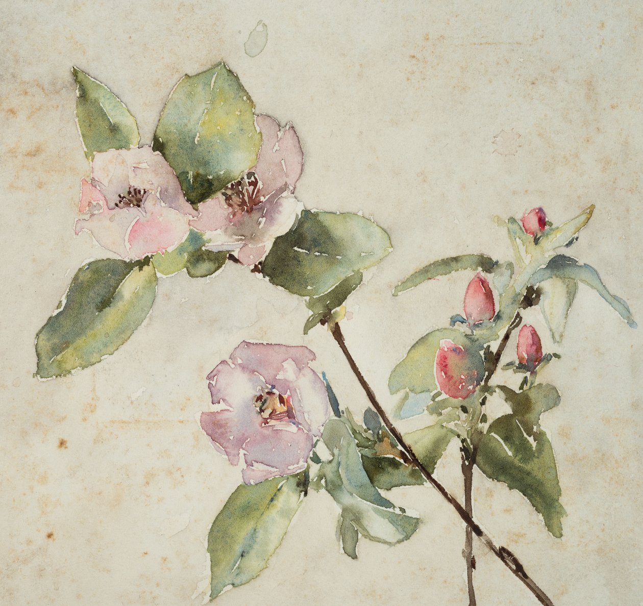 Zweige mit rosa Blumen von Barbara Leigh Smith Bodichon