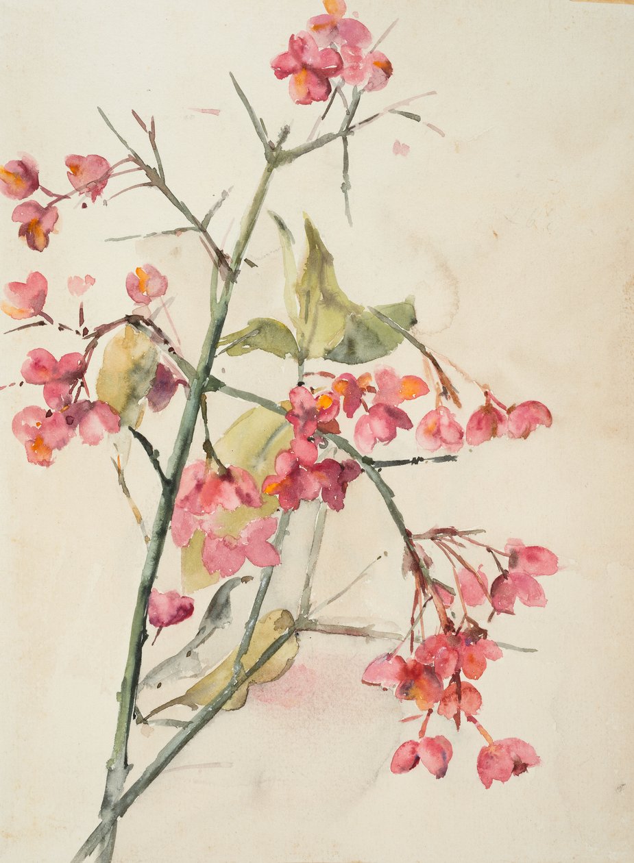 Rosa Blumen von Barbara Leigh Smith Bodichon