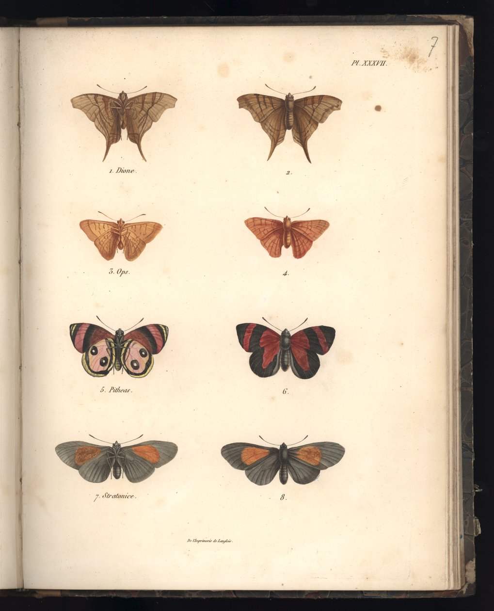 Lepidoptera, Pl. XXXVII, Illustration aus 