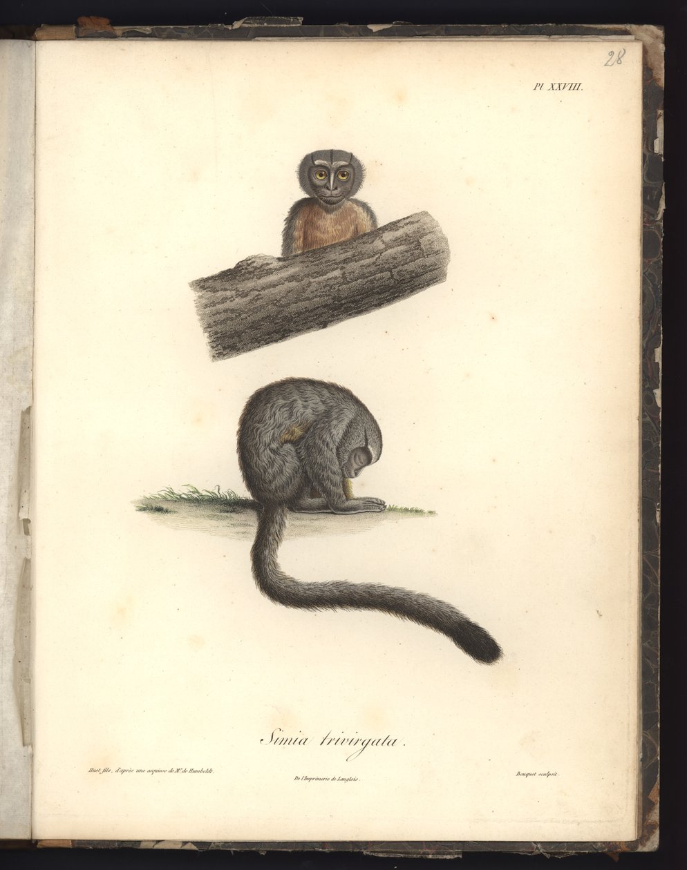 Simia trivirgata, Pl.XXVIII, stahlgraviert von Louis Bouquet (1765-1814) nach einer Gravur von Nicola Huet (1770-1827), Illustration aus 