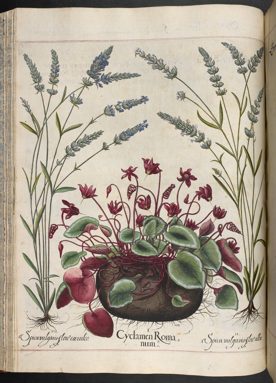 Tafel 347: Cyclamen Romanum, aus Hortus Eystettensis, von Basilius Besler von Basilius Besler