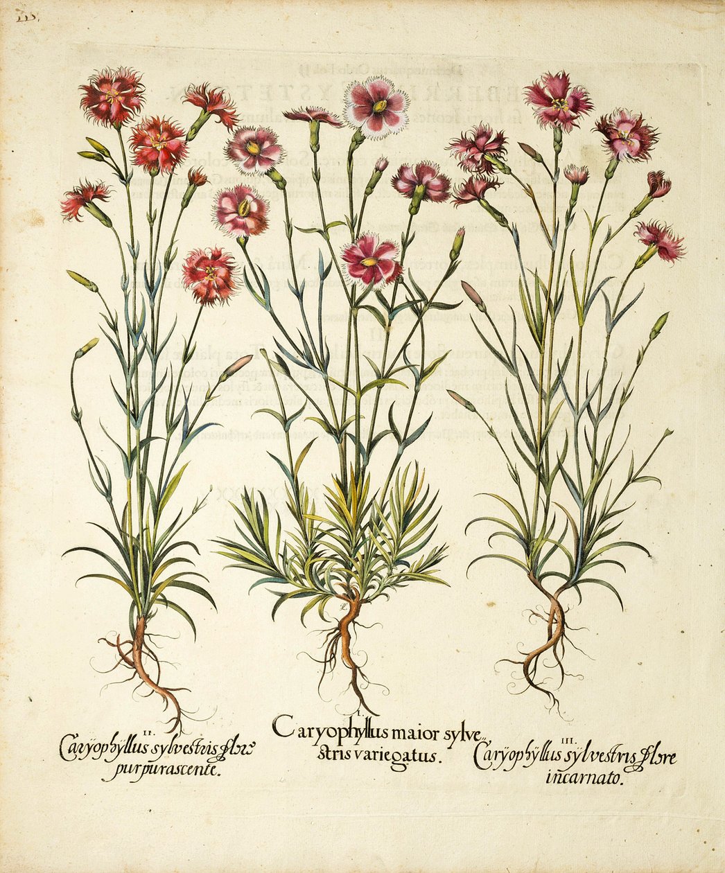 Sorten von Caryophyllus Sylvestris, veröffentlicht in Hortus Eystettensis von Basilius Besler