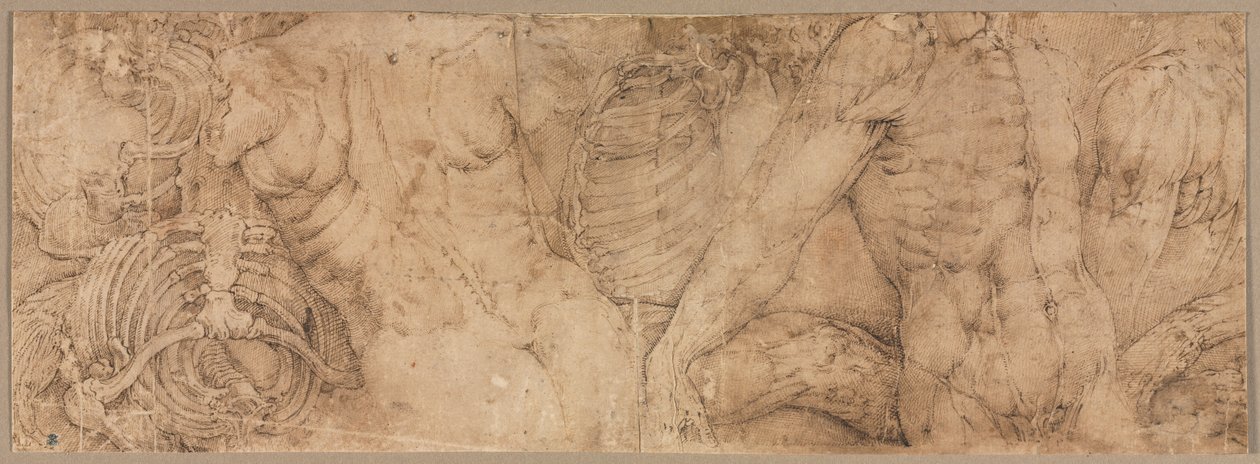 Torsos mit Rippenkäfigen, frühe 1540er Jahre von Battista Franco
