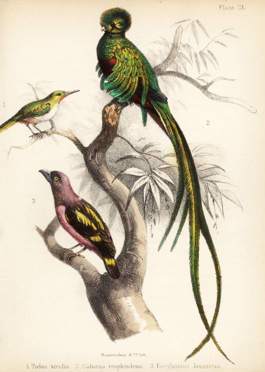 Jamaika-Todi, Prachtquetzal und Bindenbreitrachen. 1855 von Bauerrichter